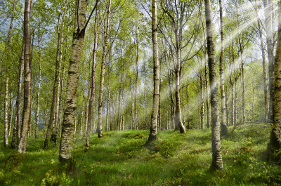 Kaikki kirjat